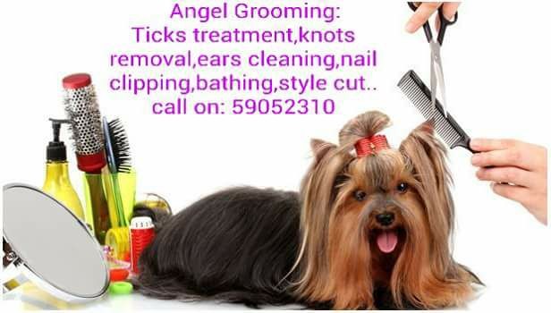 Toilettage pour animaux(pet grooming )... - 0 - Services for pets  on Aster Vender