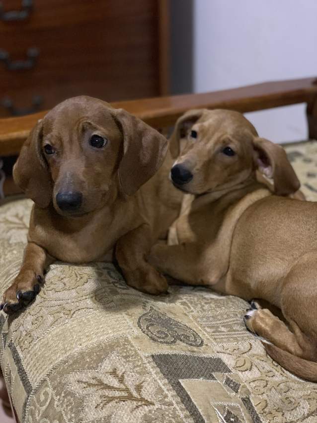 Chiots Teckel - 2 - Dogs  on Aster Vender