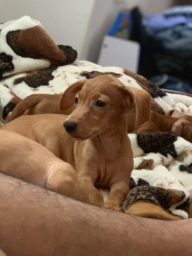 Chiots Teckel on Aster Vender