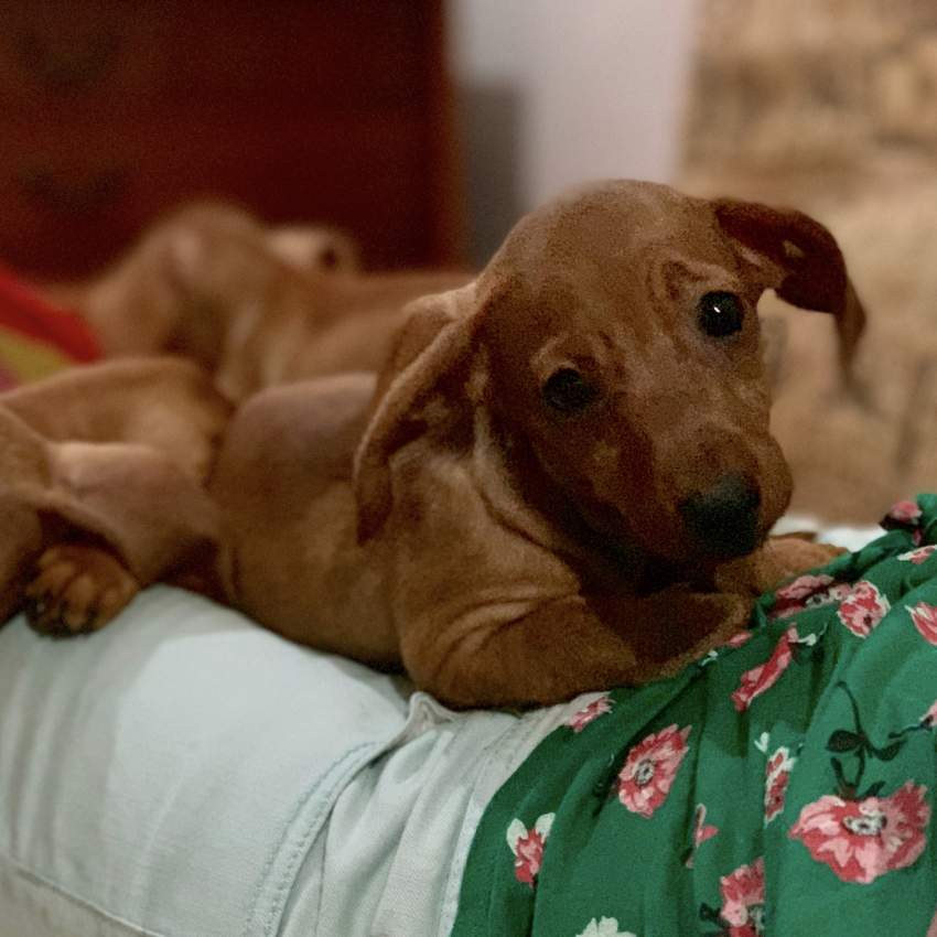 Chiots Teckel - 1 - Dogs  on Aster Vender