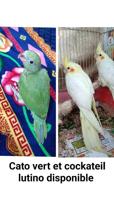 Cato vert et cockateil lutino - 0 - Birds  on Aster Vender