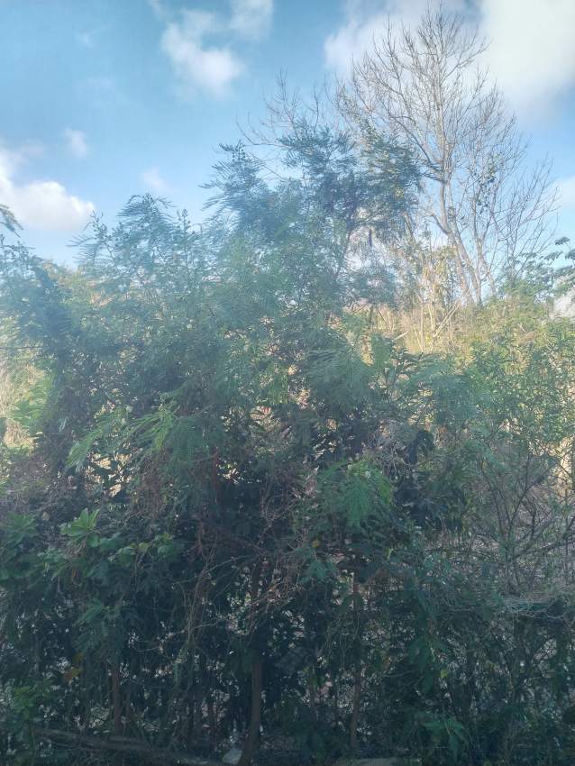 Agricultural land for sale - 1 - Land  on Aster Vender