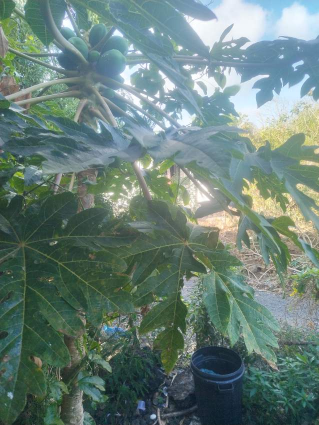 8 perches for sale Vacoas - 0 - Land  on Aster Vender