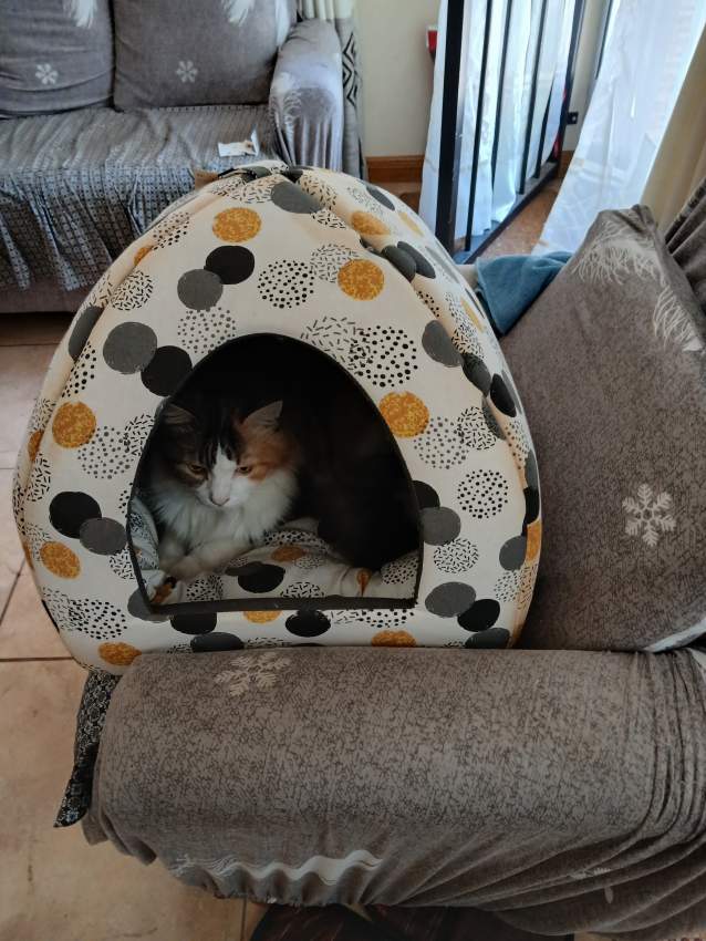 House for cat - 0 - Pets training  on Aster Vender