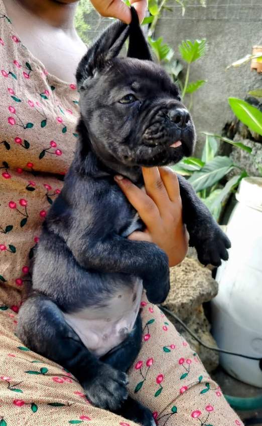 Cane corso puppy available - 8 - Dogs  on Aster Vender