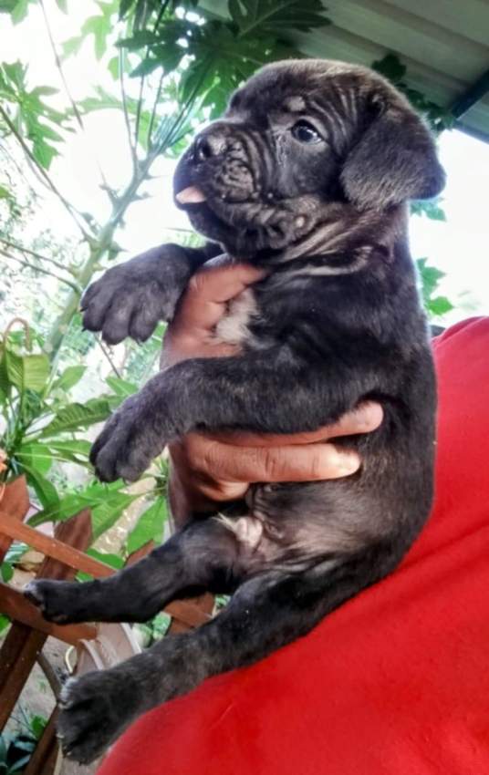 Cane corso puppy available - 6 - Dogs  on Aster Vender