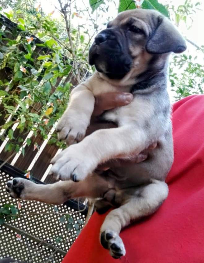 Cane corso puppy available - 4 - Dogs  on Aster Vender