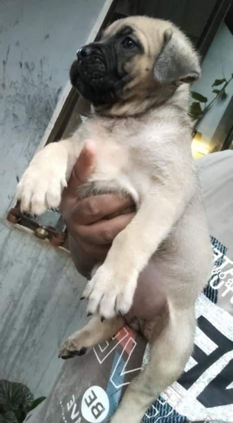 Cane corso puppy available - 7 - Dogs  on Aster Vender
