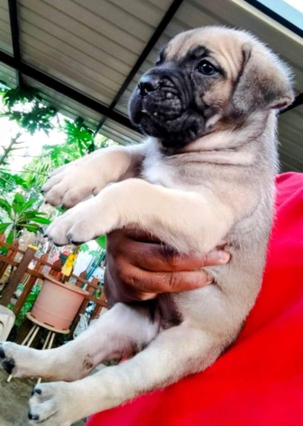Cane corso puppy available - 5 - Dogs  on Aster Vender