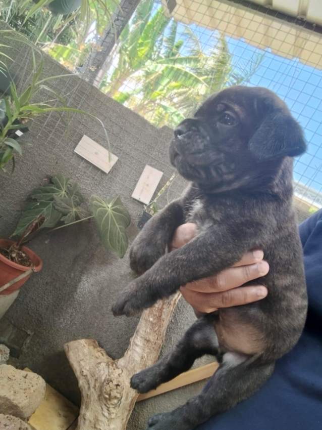 Cane corso puppy available - 0 - Dogs  on Aster Vender
