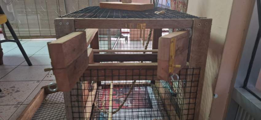 Home for peruche, lovebirds, cockatiels - 2 - Birds  on Aster Vender
