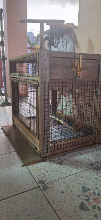 Home for peruche, lovebirds, cockatiels - 3 - Birds  on Aster Vender