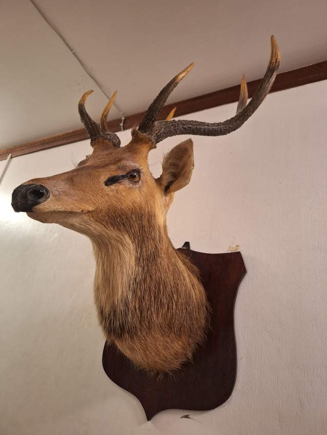 Deer Mount taxidermy - 0 - Sculptures  on Aster Vender