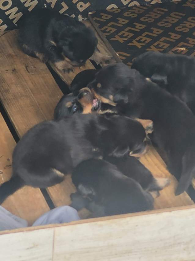 Rottweiler puppies - 0 - Dogs  on Aster Vender