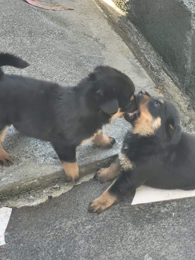 Rottweiler - 2 - Dogs  on Aster Vender