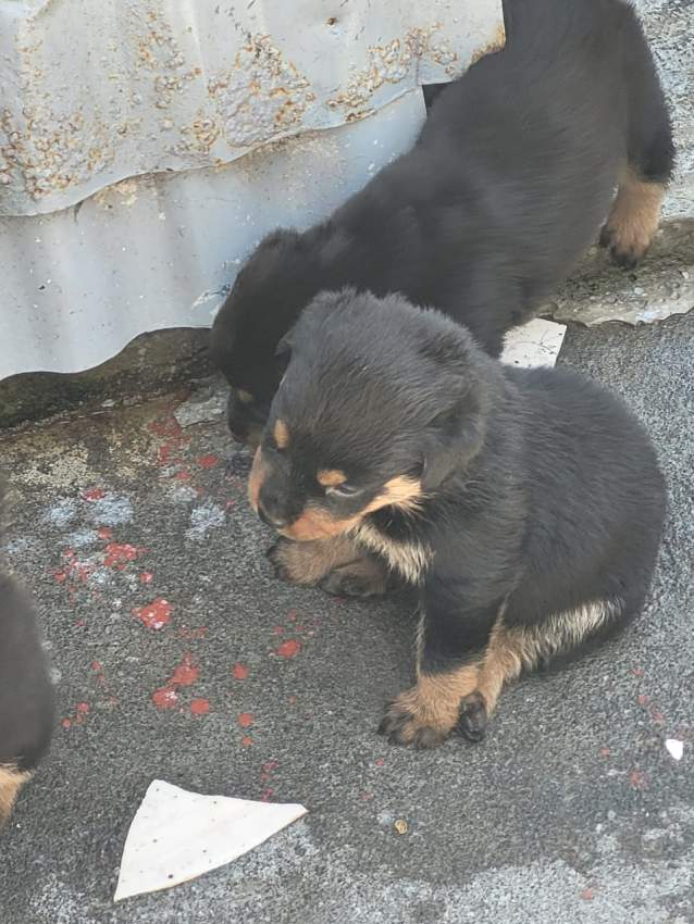 Rottweiler - 1 - Dogs  on Aster Vender