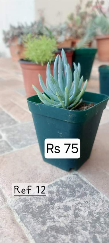 Plants, succulents - 0 - Plants and Trees  on Aster Vender