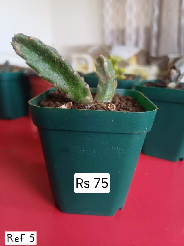 Plants, succulents - 0 - Plants and Trees  on Aster Vender