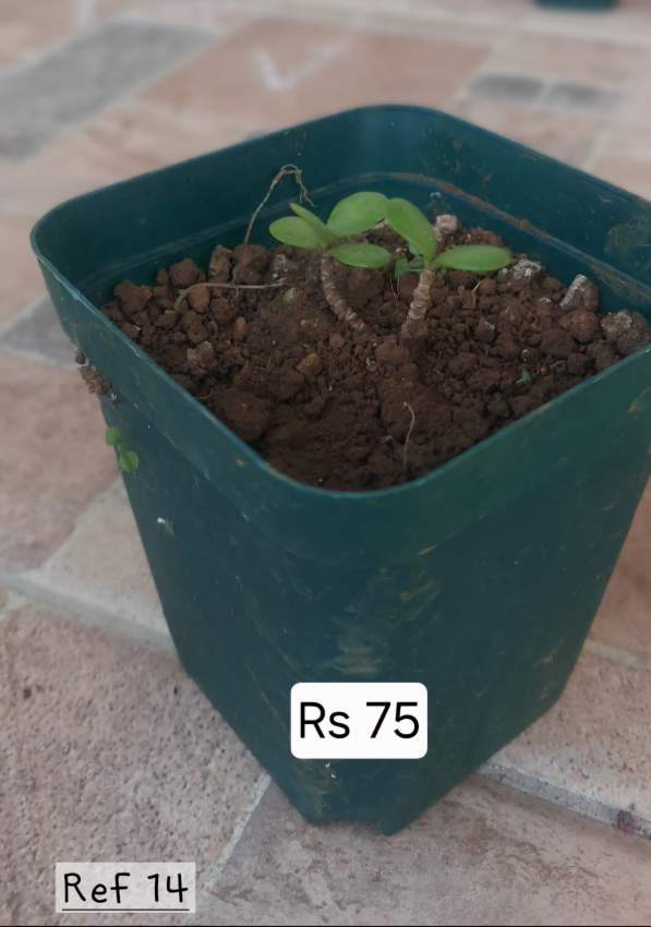 Plants, succulents - 0 - Plants and Trees  on Aster Vender