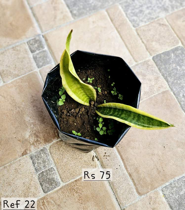 Plants, succulents - 0 - Plants and Trees  on Aster Vender