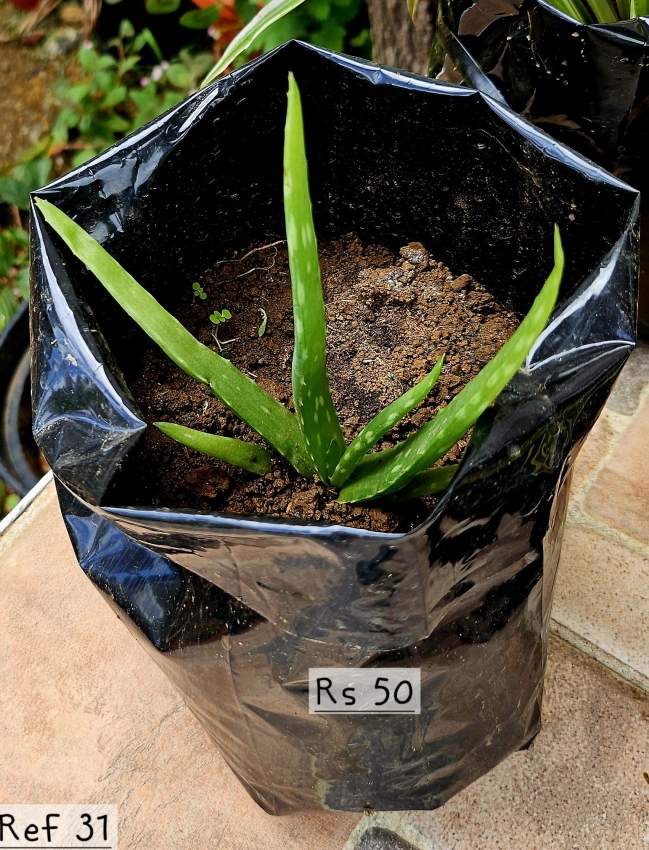 Plants, succulents - 0 - Plants and Trees  on Aster Vender