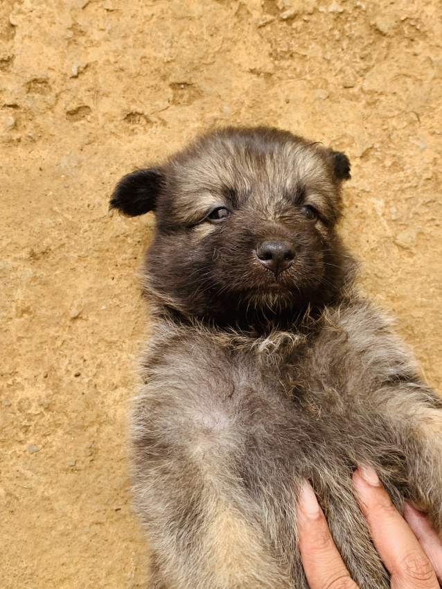 German Shepherd / Berger Allemand - 0 - Dogs  on Aster Vender