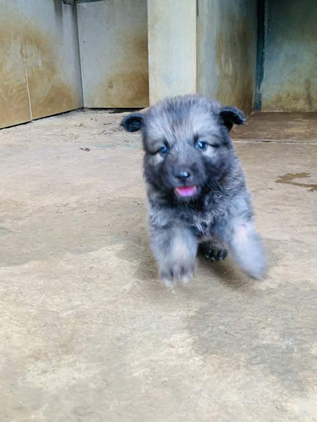 German Shepherd Berger Allemand - 0 - Dogs  on Aster Vender