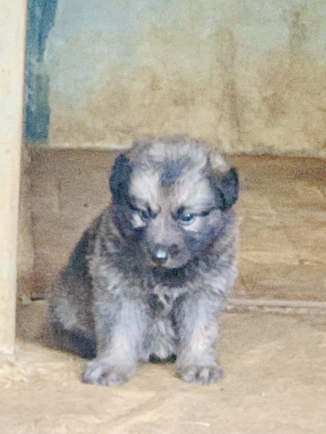 Berger Allemand German Shepherd - 3 - Dogs  on Aster Vender