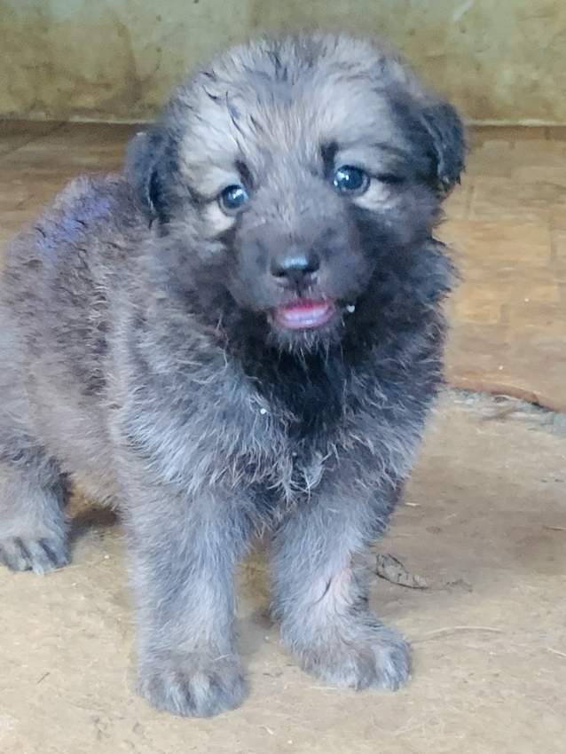 Berger Allemand German Shepherd - 0 - Dogs  on Aster Vender