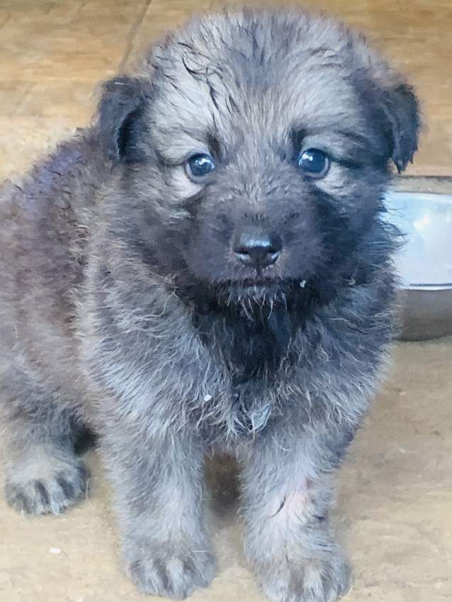 Berger Allemand German Shepherd - 1 - Dogs  on Aster Vender