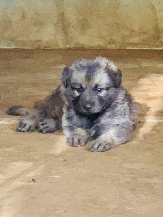 Berger Allemand German Shepherd - 2 - Dogs  on Aster Vender