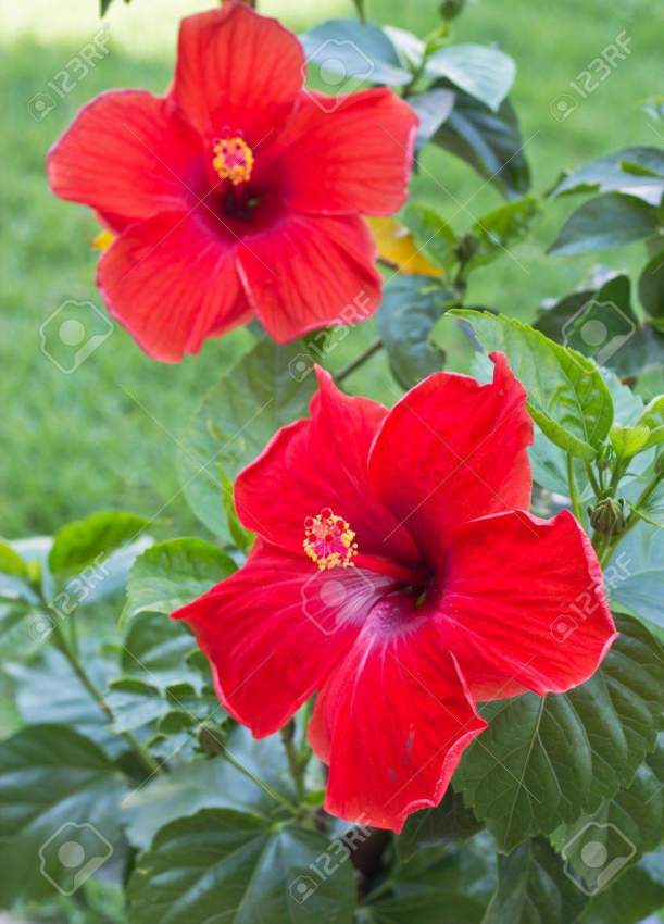 Hibiscus flower