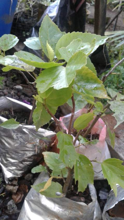 Hibiscus flower - 3 - Plants and Trees  on Aster Vender