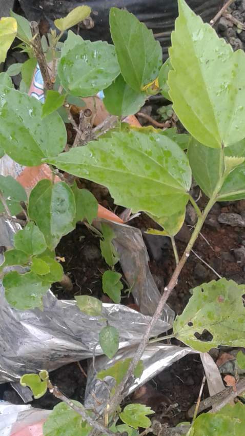 Hibiscus flower - 2 - Plants and Trees  on Aster Vender