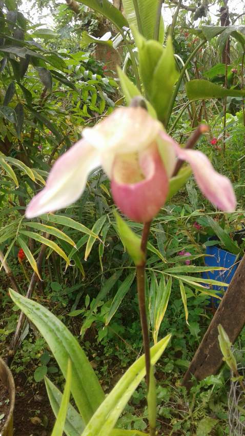 Orchidée = Sabot de vénus - 3 - Plants and Trees  on Aster Vender
