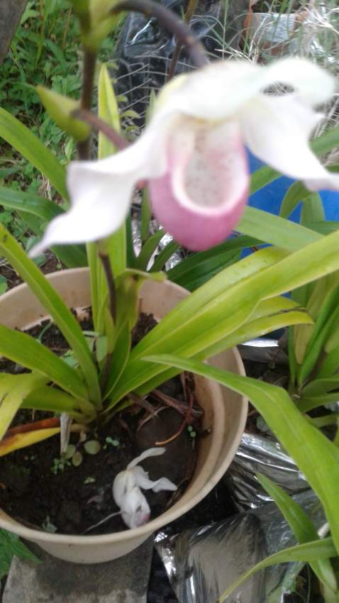Orchidée = Sabot de vénus - 2 - Plants and Trees  on Aster Vender