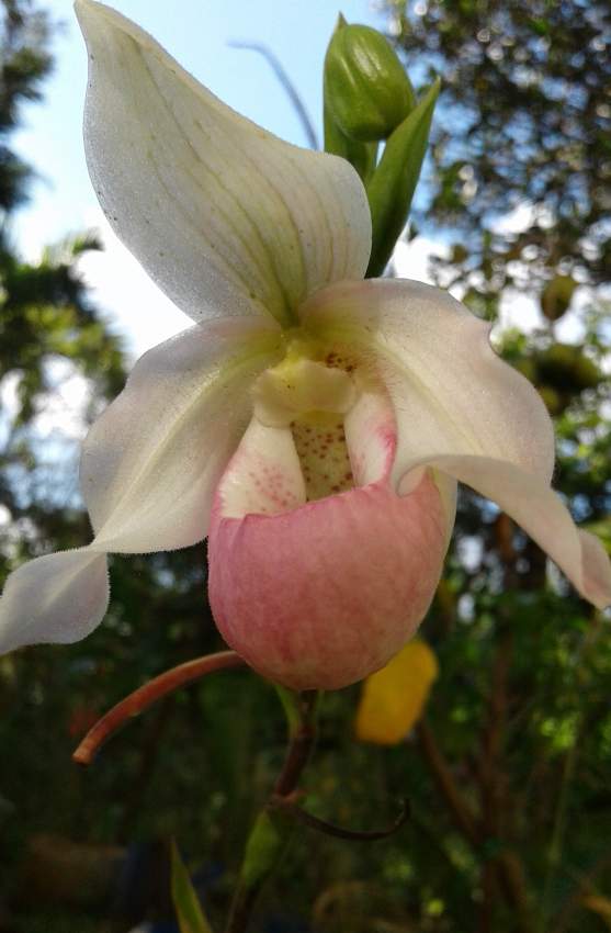 Orchidée = Sabot de vénus - 8 - Plants and Trees  on Aster Vender