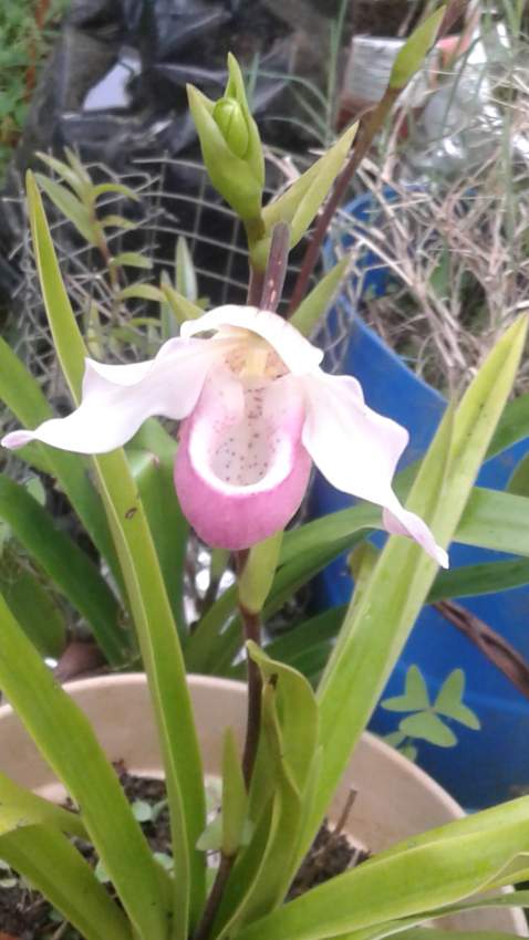 Orchidée = Sabot de vénus - 1 - Plants and Trees  on Aster Vender