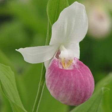 Orchidée = Sabot de vénus - 6 - Plants and Trees  on Aster Vender
