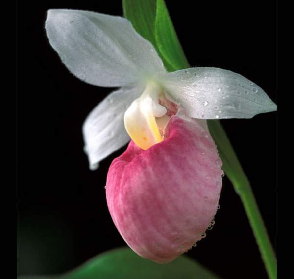 Orchidée = Sabot de vénus - 5 - Plants and Trees  on Aster Vender