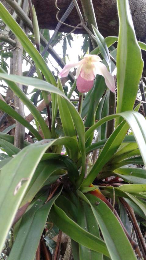 Orchidée = Sabot de vénus - 7 - Plants and Trees  on Aster Vender