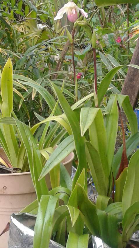 Orchidée = Sabot de vénus - 0 - Plants and Trees  on Aster Vender