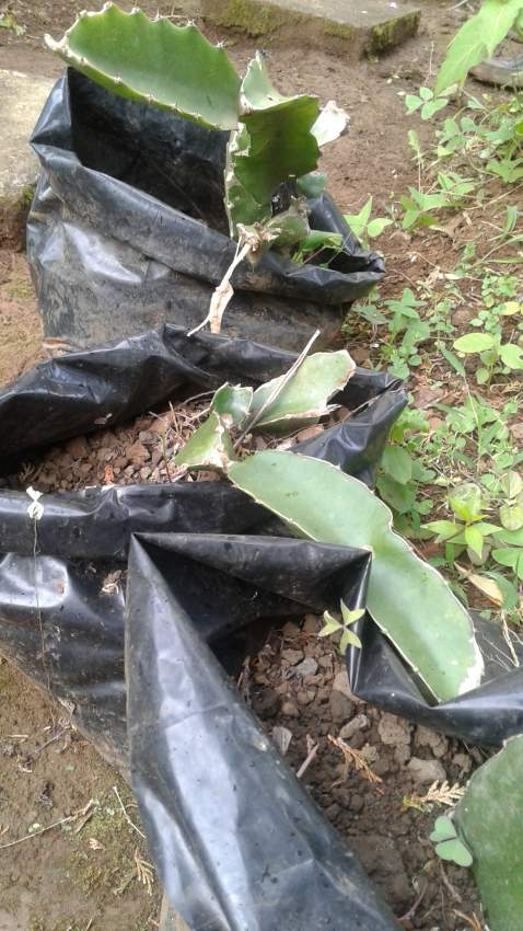 Dragon fruit - 3 - Plants and Trees  on Aster Vender