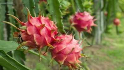 Dragon fruit - 1 - Plants and Trees  on Aster Vender