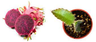 Dragon fruit