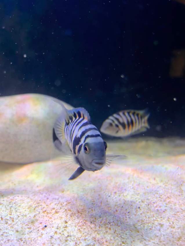 Convict cichlid - 0 -  Aquarium fish  on Aster Vender