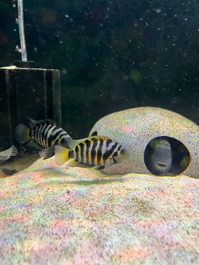 Convict cichlid - 2 -  Aquarium fish  on Aster Vender