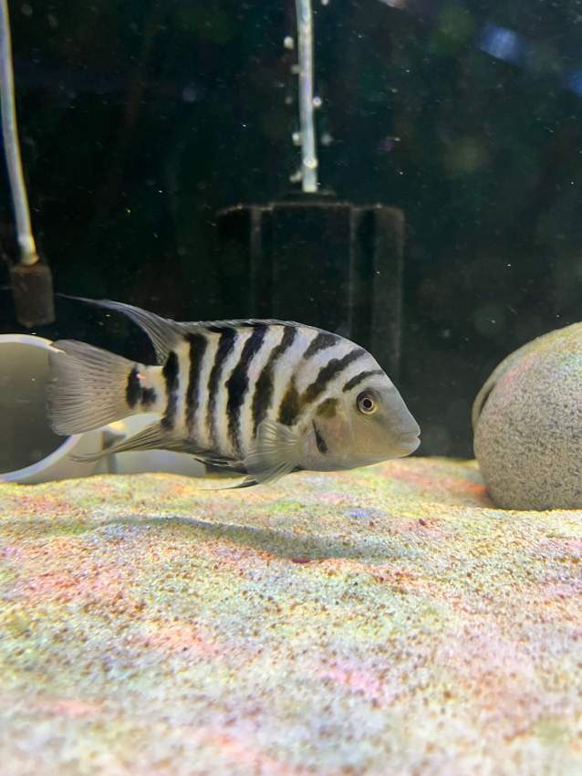 Convict cichlid - 3 -  Aquarium fish  on Aster Vender