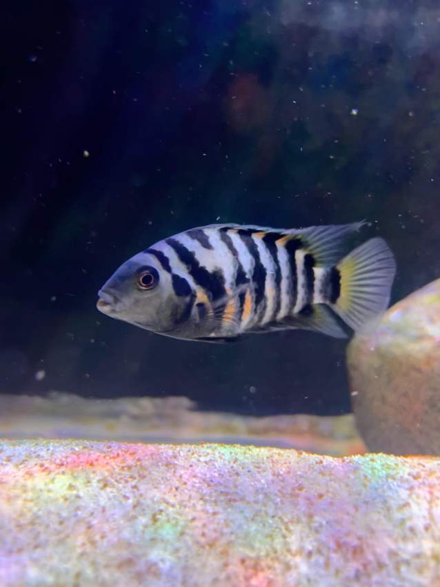 Convict cichlid - 1 -  Aquarium fish  on Aster Vender