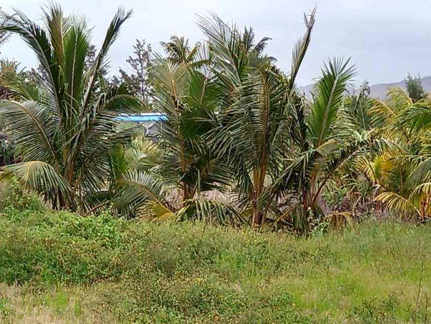 25P close to beach at St Felix (1 min walk to beach) - 1 - Land  on Aster Vender